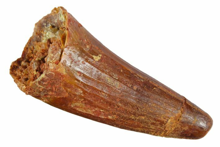 Cretaceous Fossil Crocodile Tooth - Morocco #163818